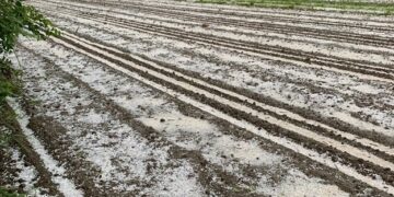 Tajerouine, Dahmani, El Ksour: 10 000 hectares de céréales ravagés par la grêle au Kef