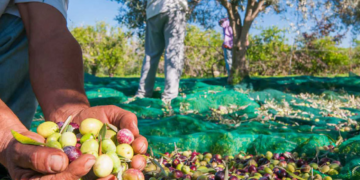 Tunisie: Premier exportateur d’huile d’olive biologique dans le monde
