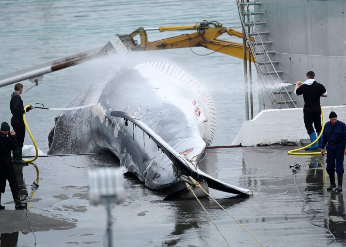 Pour la seconde année consécutive, la chasse à la baleine est annulée en Islande