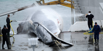 Pour la seconde année consécutive, la chasse à la baleine est annulée en Islande