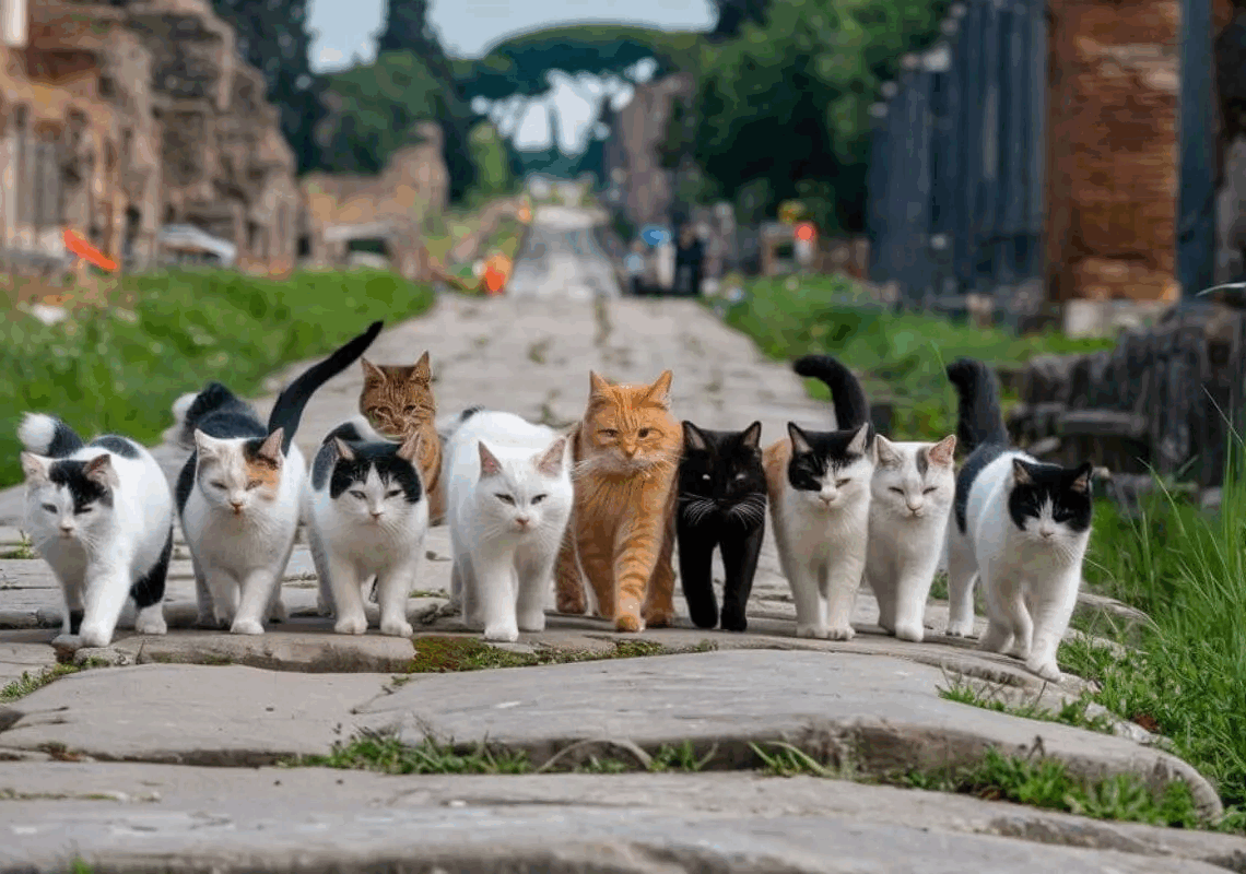 Carthage…Berceau de la domestication des chats
