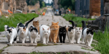 Carthage…Berceau de la domestication des chats