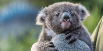 Polémique en Australie: plus de 700 koalas abattus par des tireurs d’élite en hélicoptère
