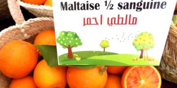 La « Maltaise » reste l’orange la plus populaire: Hausse des exportations d’agrumes de 16,9%