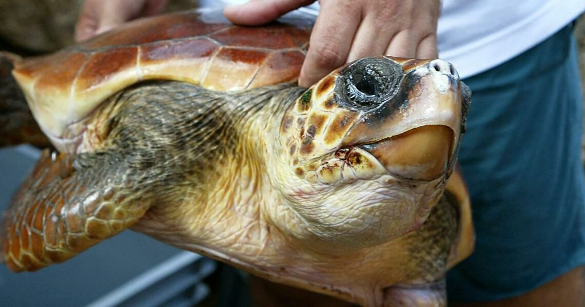 Famine à Gaza: Les Palestiniens contraints à manger de la viande de tortue