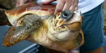 Famine à Gaza: Les Palestiniens contraints à manger de la viande de tortue