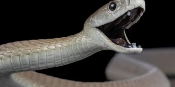 « Pour la science »: un homme s’inflige 200 morsures de serpent pour créer un antidote universel