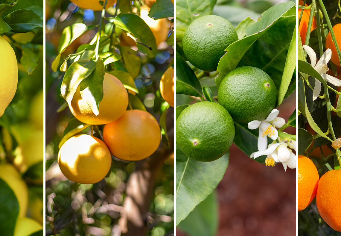 Les exportations d’agrumes font un bond de 46%