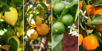 Les exportations d’agrumes font un bond de 46%