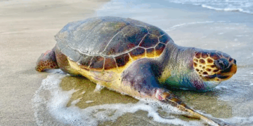 Tunisie: Des tortues marines retrouvées mortes sur plusieurs plages du pays