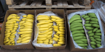 Nabeul : Saisie de 450 000 dinars de bananes