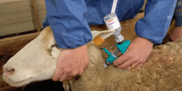 Eradication en 2030: Des cas de peste animale enregistrés, indique le ministère de l’Agriculture