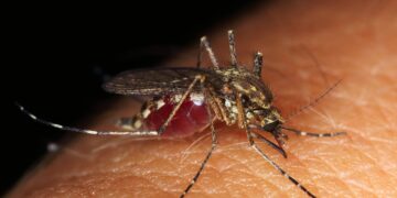Moustiques: Le ministère de la Santé appelle à la vigilance et donne des recommandations