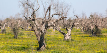 Xylella fastidiosa: La Tunisie prend des mesures contre la bactérie qui a tué 20 millions d’oliviers en Italie