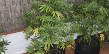 Il cultivait de la drogue à la maison: Arrestation d&rsquo;un individu à Ras Angela