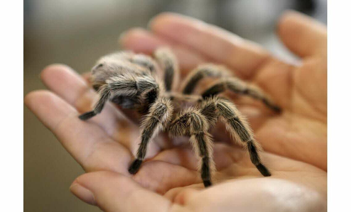 «Une odeur pestilentielle»: La douane allemande découvre 1500 mygales dans des emballages de biscuits