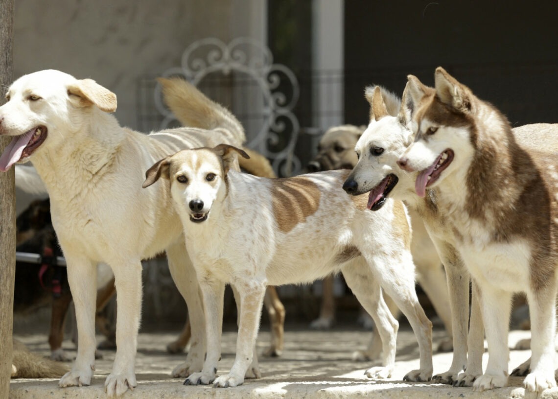 Coupe du Monde: Le Maroc pointé du doigt pour sa gestion des chiens errants