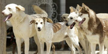Coupe du Monde: Le Maroc pointé du doigt pour sa gestion des chiens errants