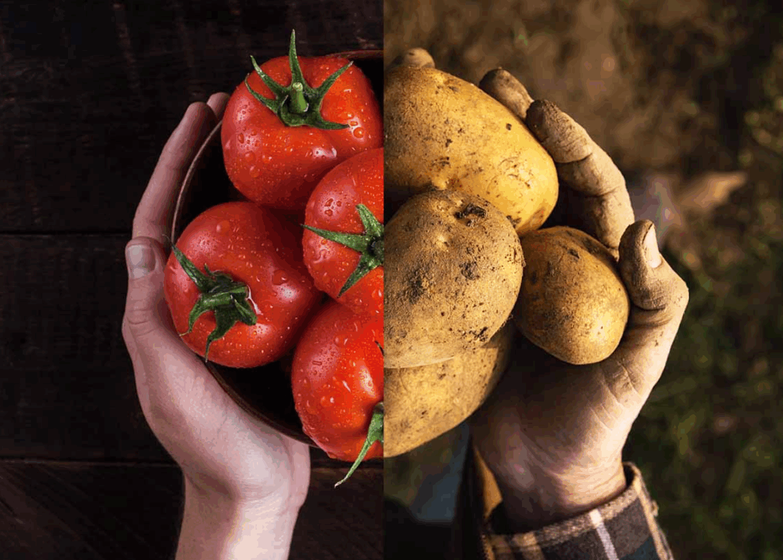 Découverte: Nos pommes de terre descendent de… la tomate!