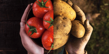 Découverte: Nos pommes de terre descendent de… la tomate!