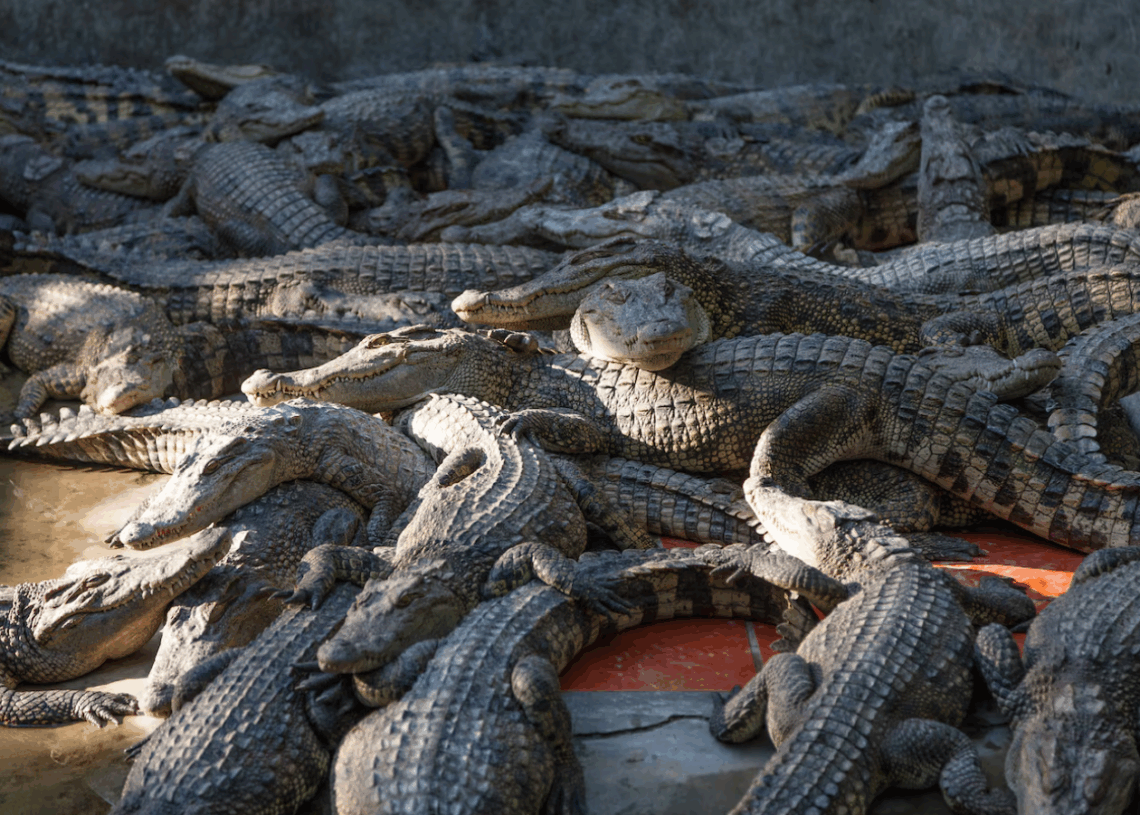 Cisjordanie: plus de 200 crocodiles du Nil abattus dans une ferme