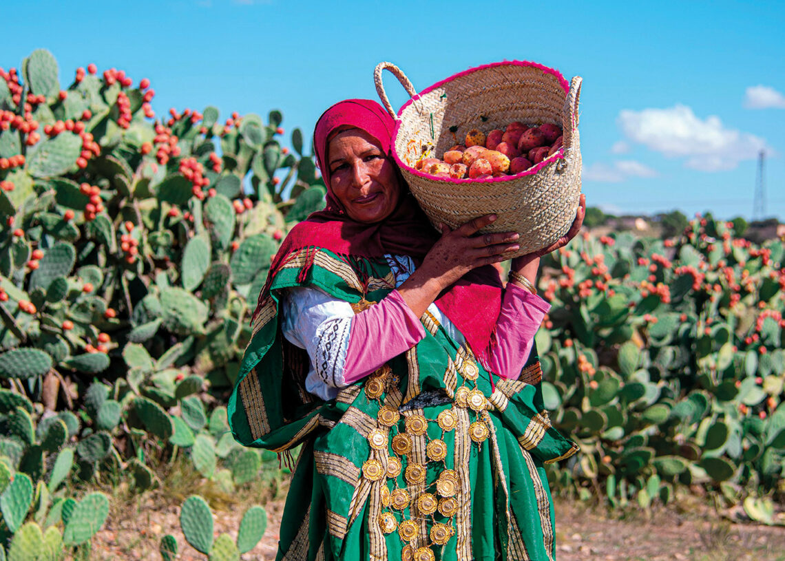 Kasserine, leader national de la figue de barbarie avec 250 mille tonnes récoltées