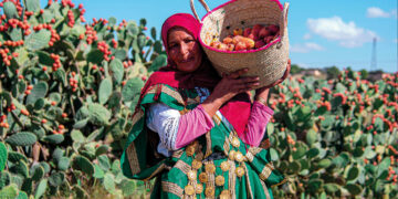 Kasserine, leader national de la figue de barbarie avec 250 mille tonnes récoltées