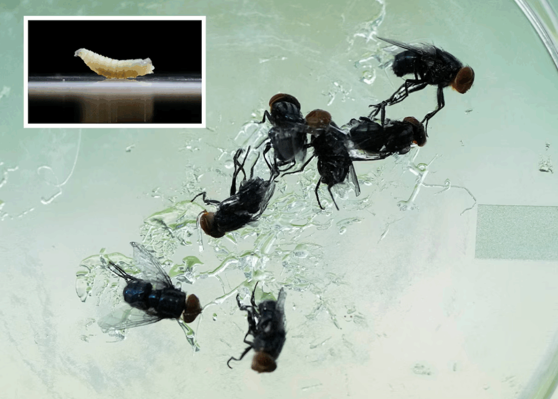 Les Etats-Unis en alerte: Une larve de mouche carnivore infecte une personne pour la première fois