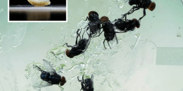 Les Etats-Unis en alerte: Une larve de mouche carnivore infecte une personne pour la première fois