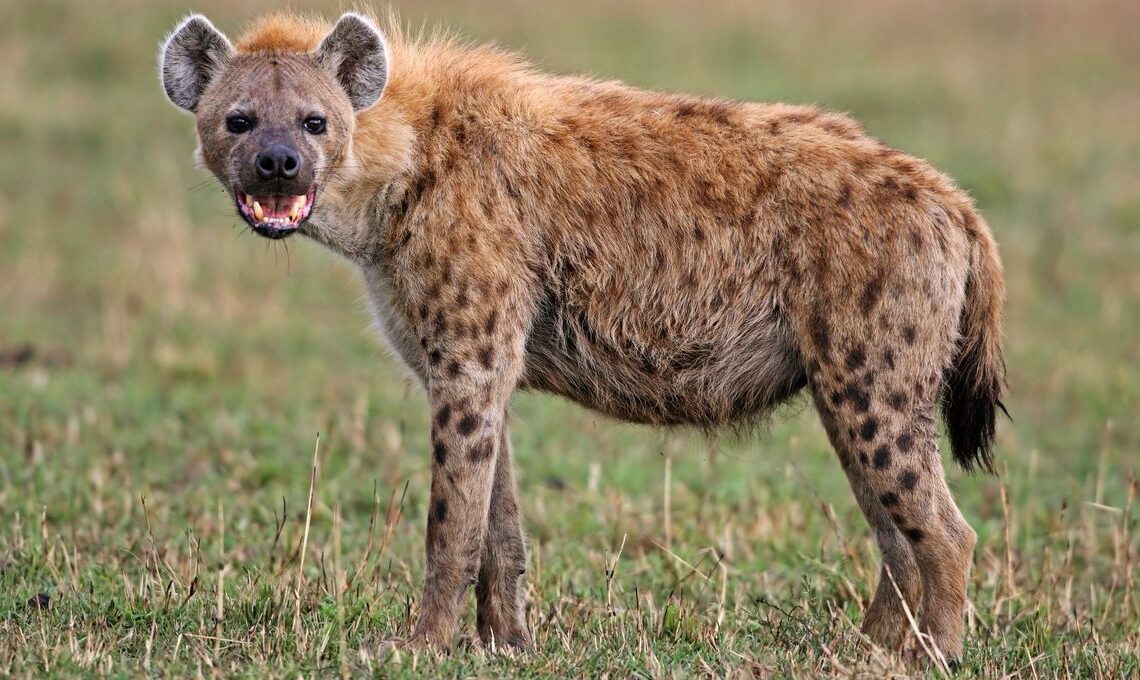 L’animal était destiné à de la « sorcellerie » : A Grombalia, 9 individus arrêtés pour avoir détenu et maltraité une hyène tachetée