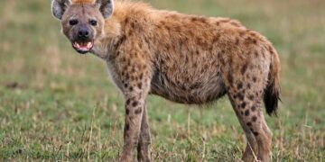 L’animal était destiné à de la « sorcellerie » : A Grombalia, 9 individus arrêtés pour avoir détenu et maltraité une hyène tachetée