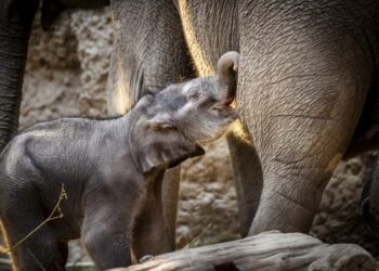 Inde: La population d&rsquo;éléphants a chuté d&rsquo;un quart en une décennie