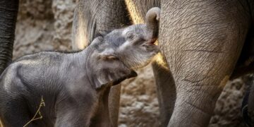 Inde: La population d’éléphants a chuté d’un quart en une décennie