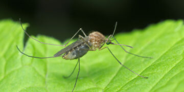 Ça va piquer! Des moustiques découverts pour la première fois en Islande