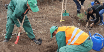 L’Algérie vient de planter un million d’arbres en 24 heures