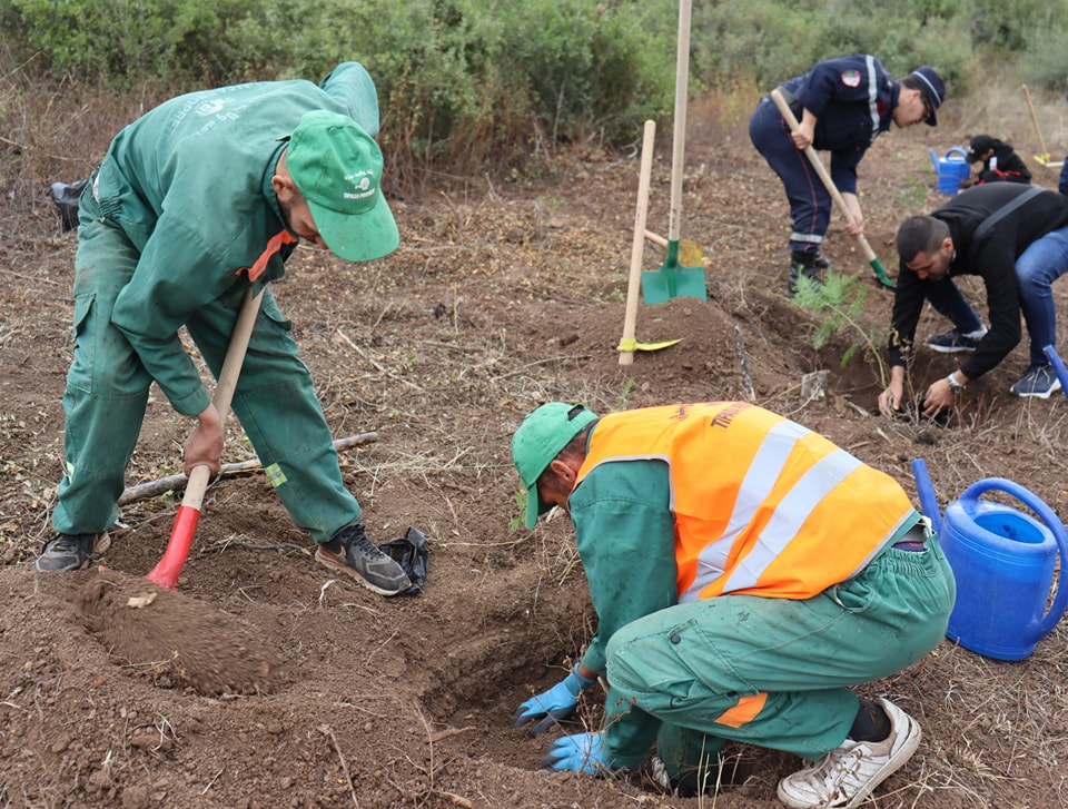 L’Algérie vient de planter un million d’arbres en 24 heures