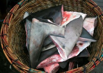 Mutilés puis relâchés en mer: Plus de six tonnes d’ailerons de requin saisies au Pérou