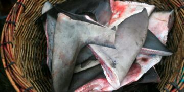 Mutilés puis relâchés en mer: Plus de six tonnes d’ailerons de requin saisies au Pérou