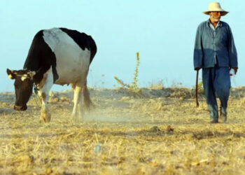 De nouvelles mesures annoncées:  Baisse d&rsquo;environ 20% du cheptel bovin en Tunisie