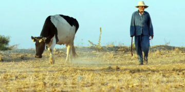 De nouvelles mesures annoncées:  Baisse d’environ 20% du cheptel bovin en Tunisie