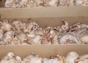 Saisie de 600 kg de viandes de volailles dans un abattoir anarchique à Manouba