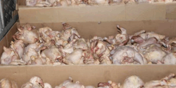 Saisie de 600 kg de viandes de volailles dans un abattoir anarchique à Manouba