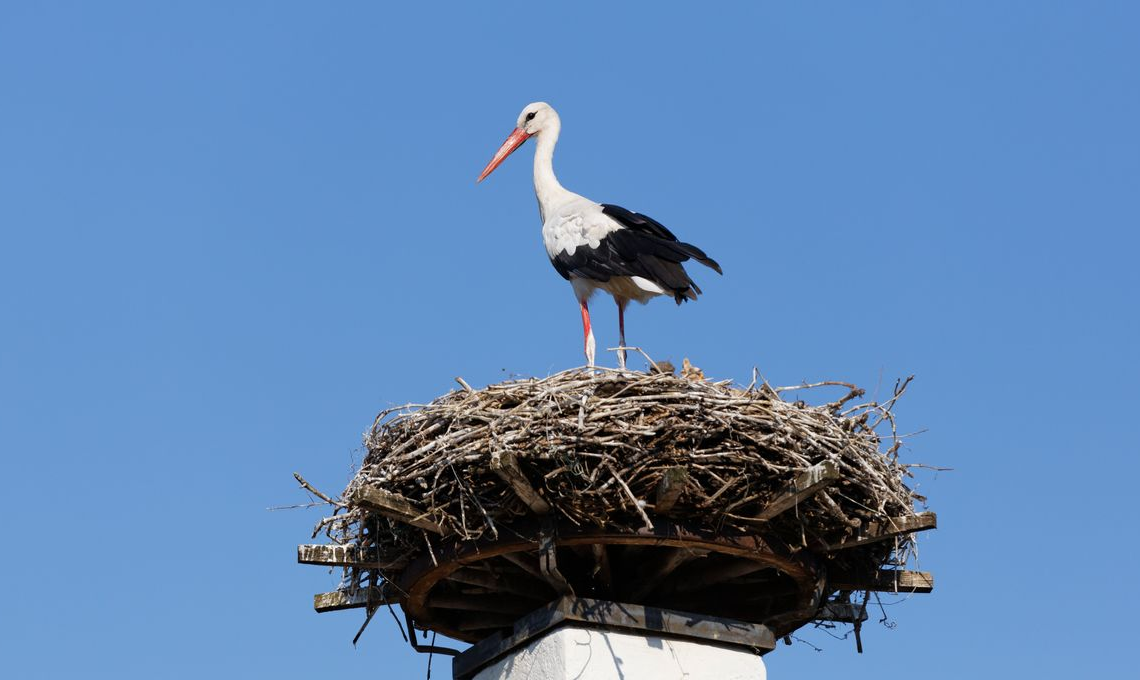 Espagne: près de 400 cigognes retrouvées mortes à cause de la grippe aviaire