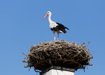 Espagne: près de 400 cigognes retrouvées mortes à cause de la grippe aviaire