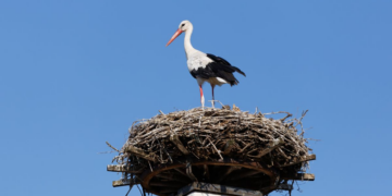 Espagne: près de 400 cigognes retrouvées mortes à cause de la grippe aviaire