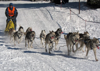 L&rsquo;envoyé spécial de Trump au Groenland désinvité à une course de chiens de traîneau