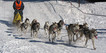 L&rsquo;envoyé spécial de Trump au Groenland désinvité à une course de chiens de traîneau