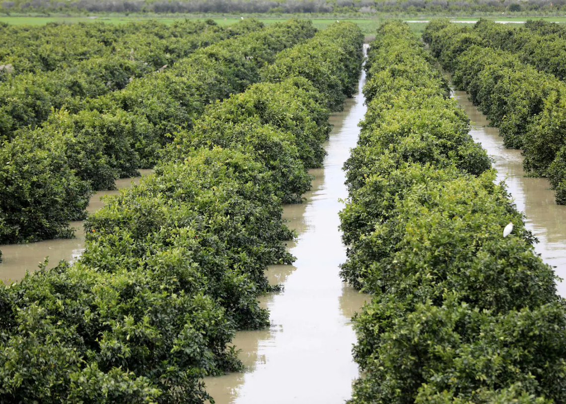 Inondations au Maroc: Les agriculteurs du nord-ouest ont « tout perdu »