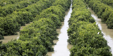 Inondations au Maroc: Les agriculteurs du nord-ouest ont « tout perdu »
