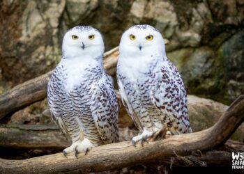 Trop « chouette »: Plusieurs animaux migrateurs désormais protégés par plus de 130 pays